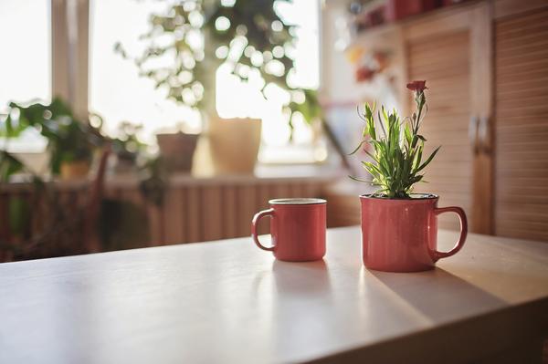 Pflanze in einem roten Topf, daneben eine rote Tasse